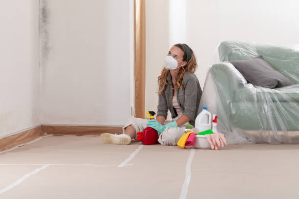 Reliable Black Mold Removal contractor in Bath, PA by WQB Mold Removal